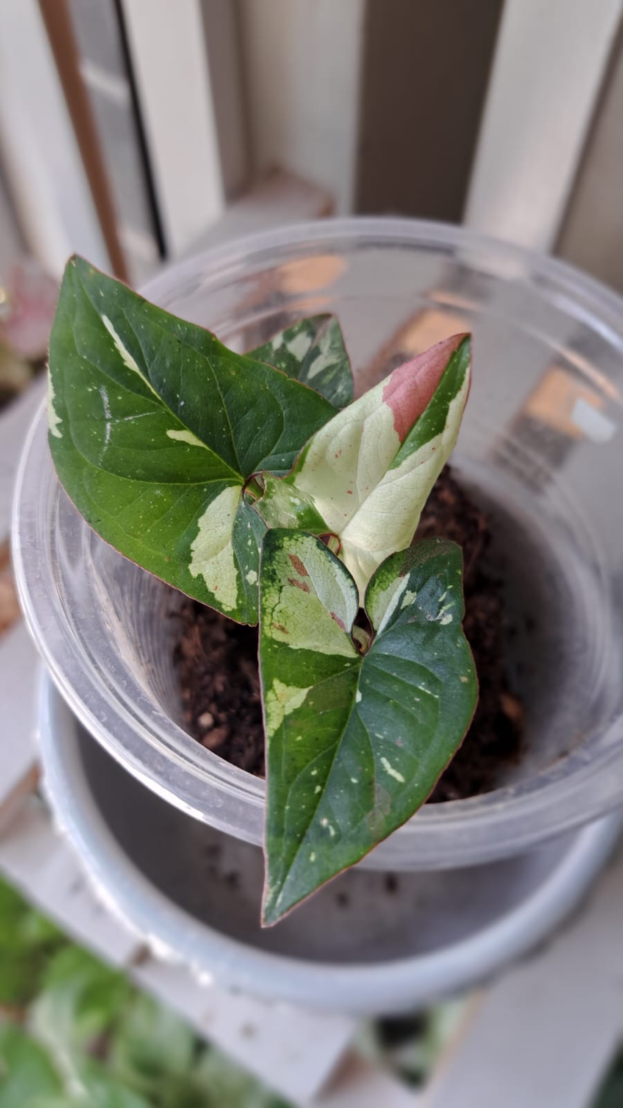 Calathea Orbifolia